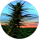 Cindy Amick profile picture