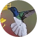 Bernie Cashell profile picture